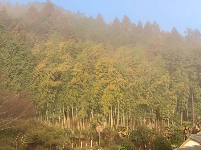 竹の秋